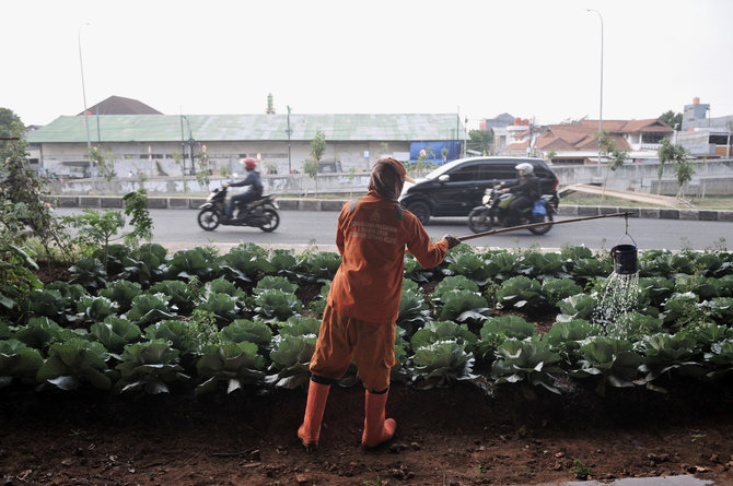 berkebun sayur di tengah pandemi