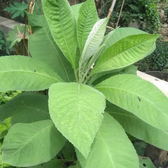 tanaman obat