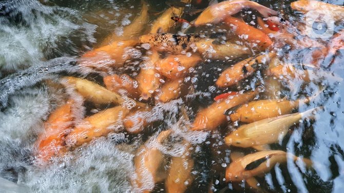 sungai kecil jadi tempat budidaya ikan