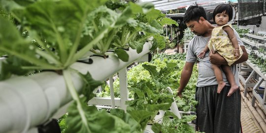 Pandemi Corona Ciptakan Banyak Usaha Kebun Rumahan