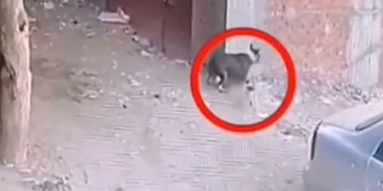 Bikin Deg-degan, Video Balita Diserang Anjing Sampai Jatuh Diselamatkan Oleh Kucing