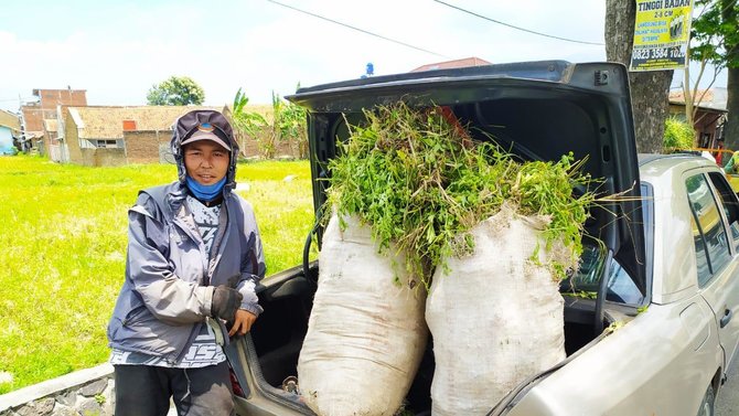ngarit pakai mobil klasik di garut