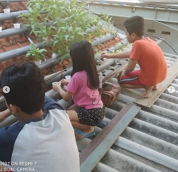 warga surabaya berkebun di atap rumah