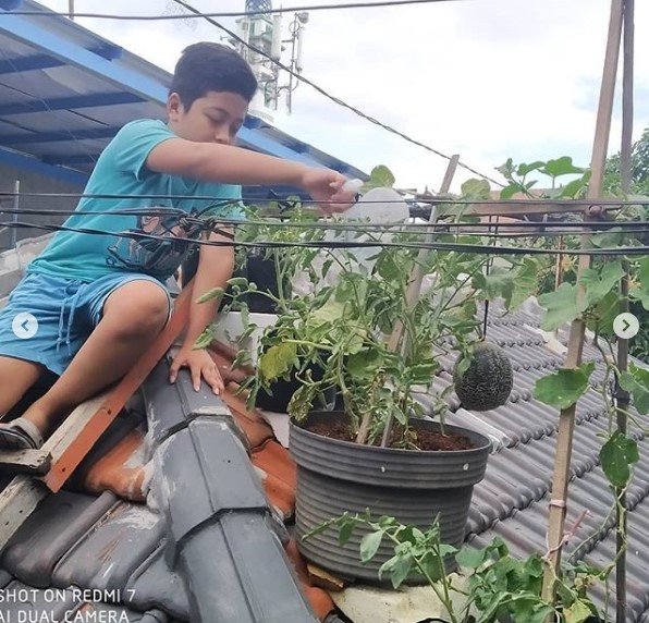 warga surabaya berkebun di atap rumah