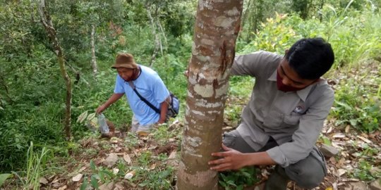 Viral Video Kemunculan Beruang Madu di Kelok 35, Petugas Telusuri Lokasi