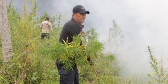 Seorang Warga Tasikmalaya Tanam 45 Pohon Ganja di Rumah