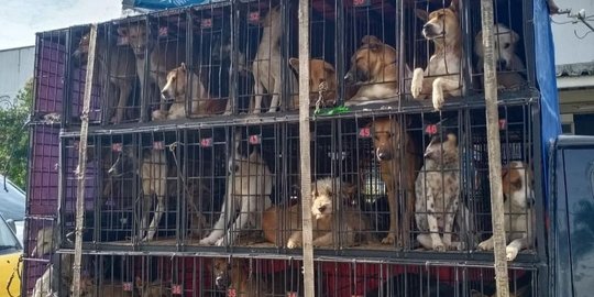 Viral Video Puluhan Anjing Dikurung dan Diangkut Mobil Box, Alasannya Bikin Pilu