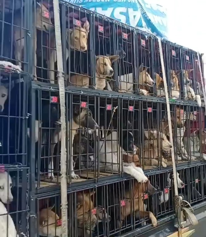 viral video puluhan anjing dikurung dan diangkut mobil box alasannya bikin pilu