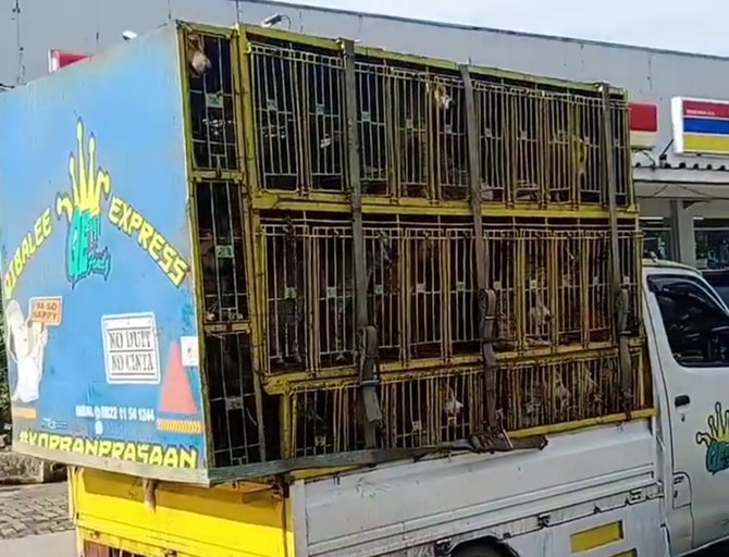 viral video puluhan anjing dikurung dan diangkut mobil box alasannya bikin pilu