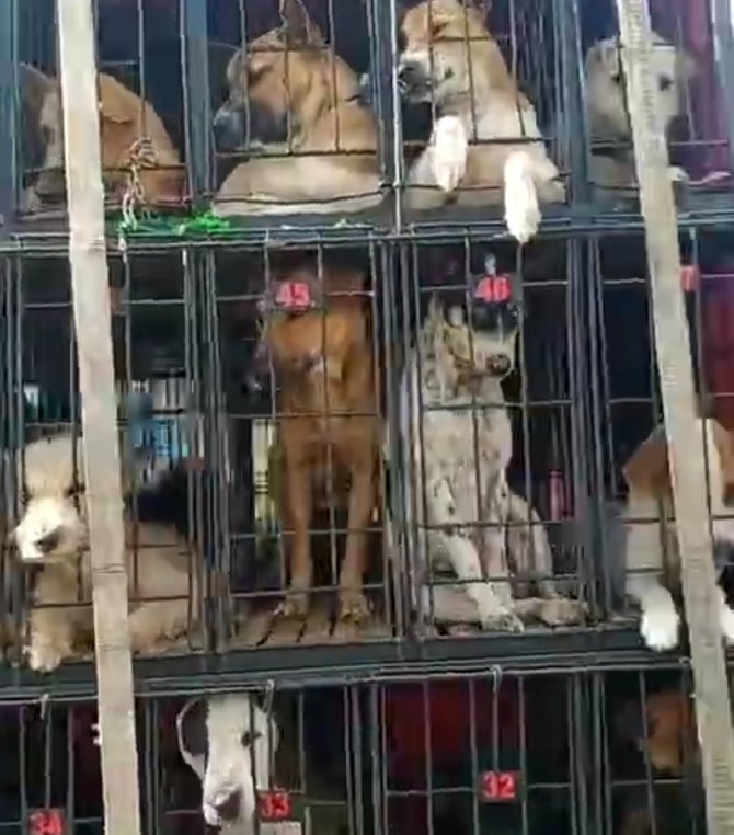 viral video puluhan anjing dikurung dan diangkut mobil box alasannya bikin pilu