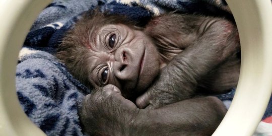 foto-wujud-gorila-jantan-pertama-yang-lahir-di-kebun-binatang-boston-merdekacom
