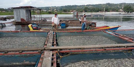 100 Ton Lebih Ikan di Danau Toba Mati