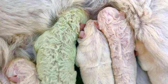 Langka, Inilah Anak Anjing Berbulu Hijau yang Terlahir di Italia