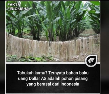 tidak benar bahan baku uang dolar as disebut dari pohon pisang