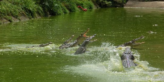 Nelayan di Kupang Digigit Buaya Saat Menyelam Cari Ikan