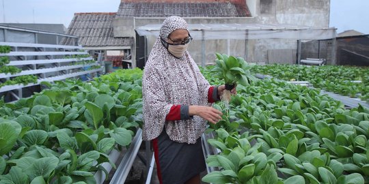 Memanfaatkan Atap Rumah untuk Menanam Sayur Hidroponik