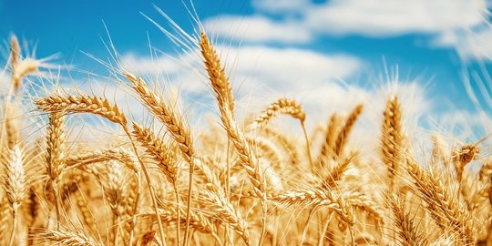 8 Manfaat Barley Bagi Kesehatan Tubuh, Miliki Kandungan Nutrisi Lengkap