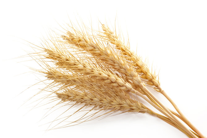 ilustrasi barley