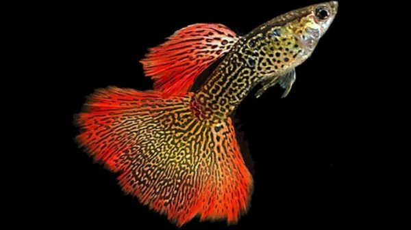 jenis ikan guppy
