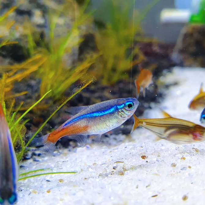 ikan neon tetra