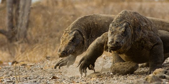 Balai Taman Nasional Komodo Tutup Sementara Pulau Rinca