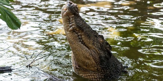 Buaya Muncul di Sungai Lampung Timur, Warga Diminta Hati-Hati