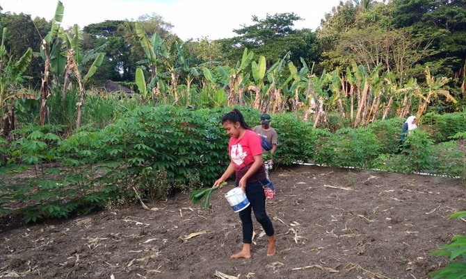 public farm yogyakarta