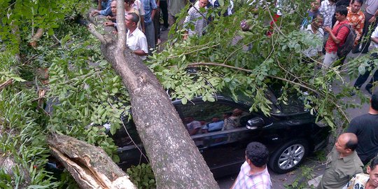 Antisipasi Pohon Tumbang, 5.592 Pohon di Jakarta Barat Dipangkas