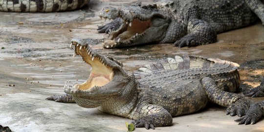 Remaja Pencari Kerang di Kotawaringin Timur Diserang Buaya