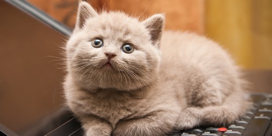 5 Cara Mengatasi Bulu Kucing Rontok Secara Aman dan Efektif 