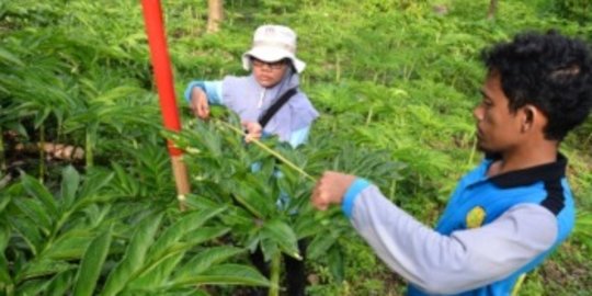 Dukung Ketahanan Pangan, Keraton Nusantara Siapkan Lahan 142.000 Hektar