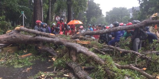 Hujan Deras, Puting Beliung dan Pohon Tumbang Terjadi di Depok