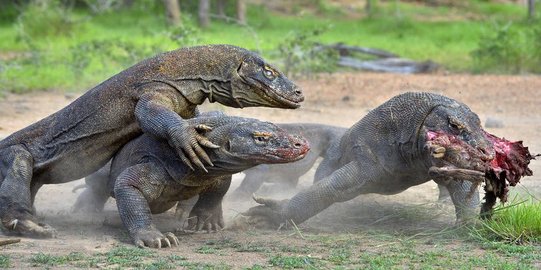 Viral Foto Komodo Vs Truk, Pemerintah Sebut Penataan Taman Guna Beri Perlindungan