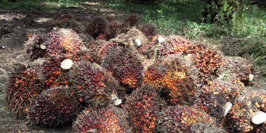 Pemerintah Jokowi Berkomitmen Lanjutkan Program B30 Demi Industri Kelapa Sawit