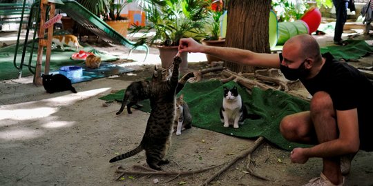 Intip Penampungan Kucing Jalanan di Spanyol Kala Pandemi