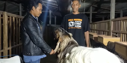 Cerita Kambing 'Ramon', Dibeli Rp3 Juta Kini Harga Jualnya Selangit Rp100 Juta