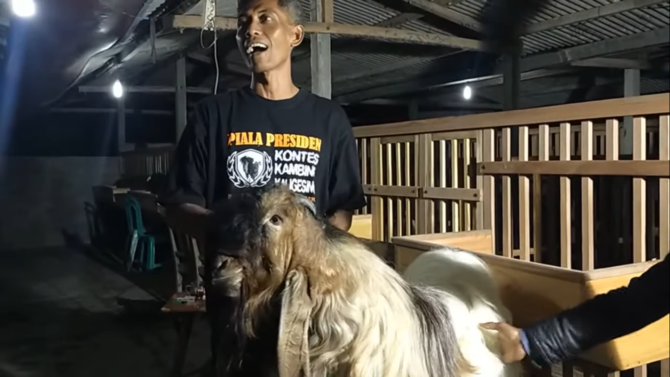 cerita kambing ramon