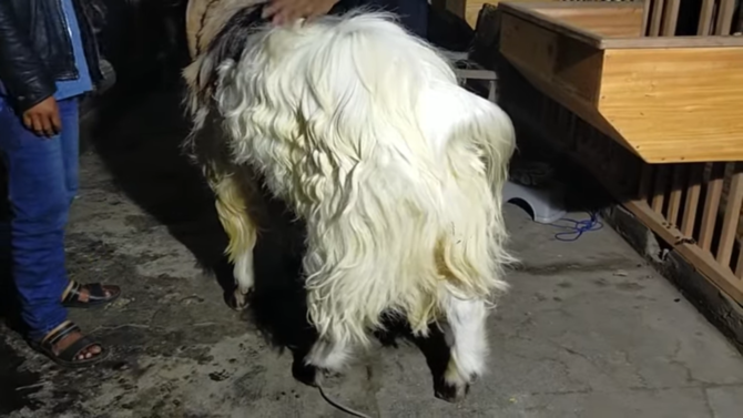 cerita kambing ramon