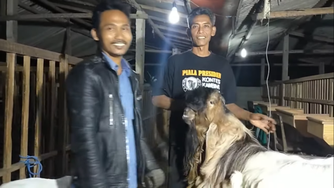 cerita kambing ramon