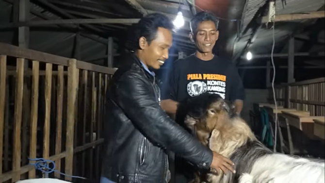 cerita kambing ramon