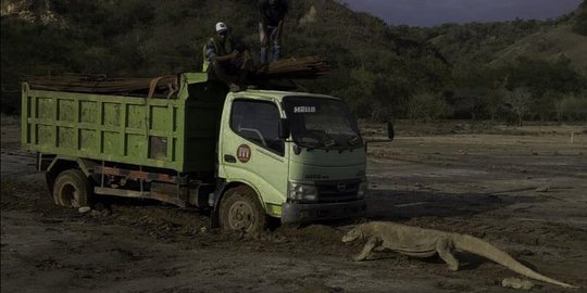Alasan Menteri Mengizinkan Komersialisasi Pengembangan Taman Wisata Komodo