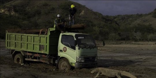 disediakan awasi komodo di sekitar lokasi pembangunan