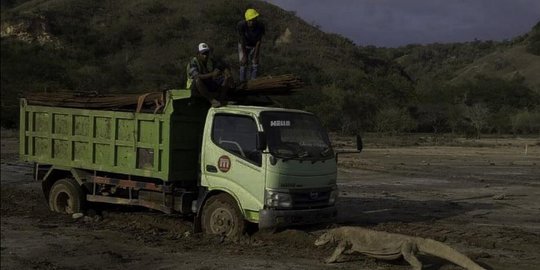 Komodo Berhadapan dengan Komersialisasi Wisata