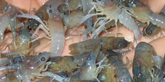 Pastikan Pengusaha Ekspor Benih Lobster Taati Aturan, KKP Lakukan Sidak
