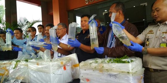 gagalkan ekspor 15 juta benih lobster kasus harus diusut tuntas