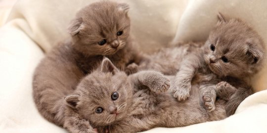 60 Nama Kucing Lucu Jantan dan Betina, Mudah Diingat dan Penuh Makna