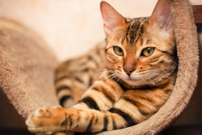 60 Nama Kucing Lucu Jantan dan Betina, Mudah Diingat dan Penuh 