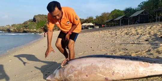 Bangkai Lumba-Lumba Ditemukan Mengapung di Pantai Sundak