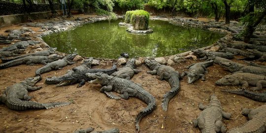 Buaya yang Ditemukan Warga Bombana Dievakuasi ke Taman Nasional