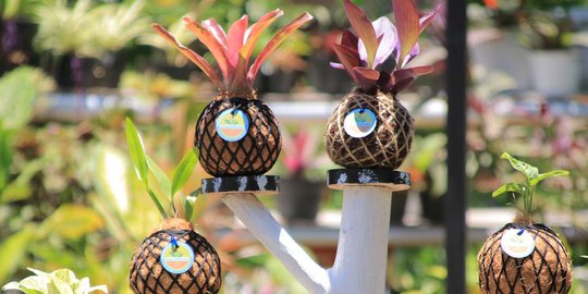 Kokedama, Seni Tanaman Hias asal Jepang Bisa Jadi Solusi Usaha Hadapi Resesi Pandemi